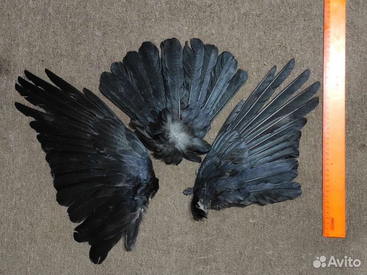 Крылья птицы