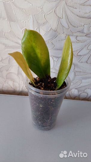 Замиокулькас