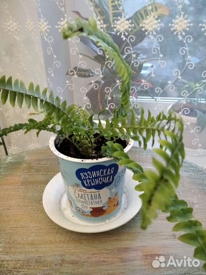 Папоротник нефролепис Бостон компакта