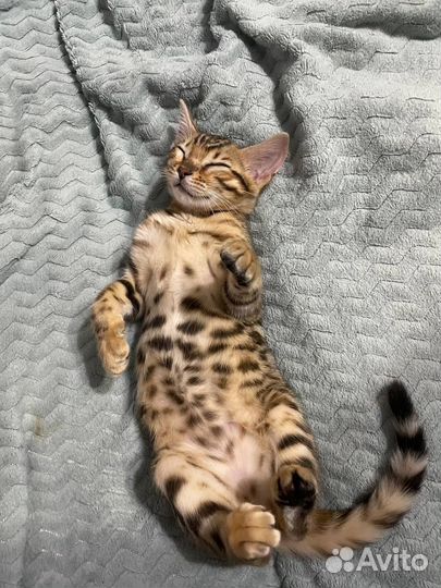 Бенгальский котенок
