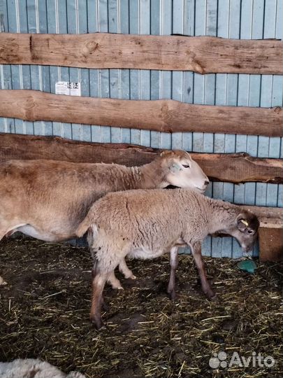 Катумский баран