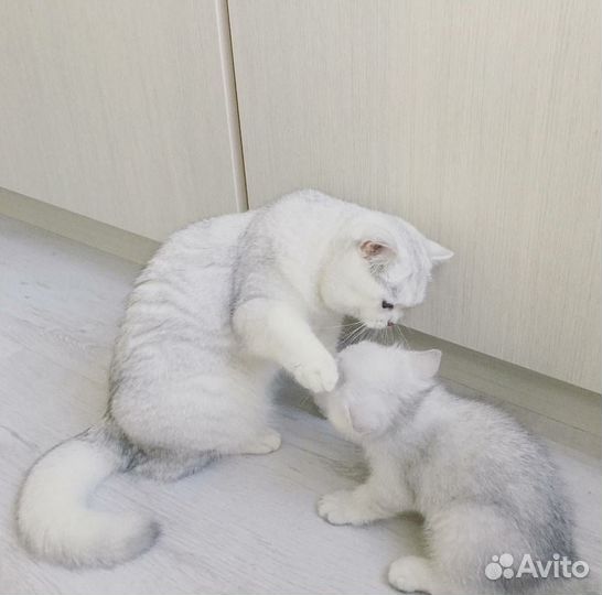 Серебристые котята,вискас, пятно на серебре