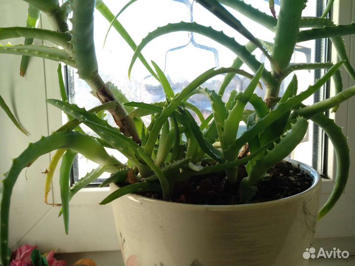 Алоэ, столетник