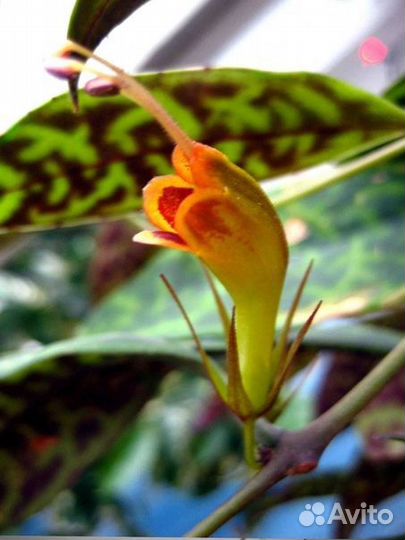 Комнатные растения цветы