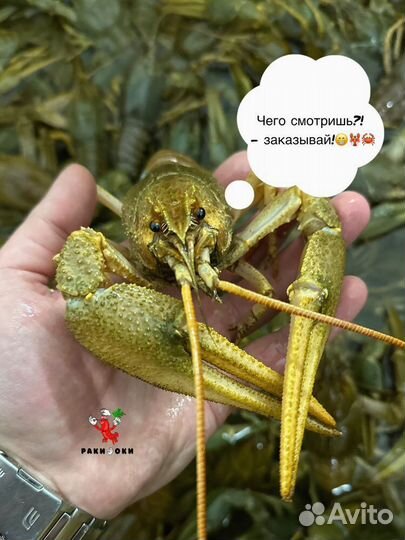 Раки варёные