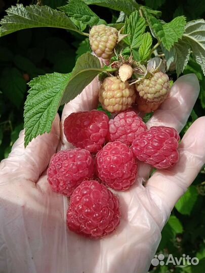 Малина свежая