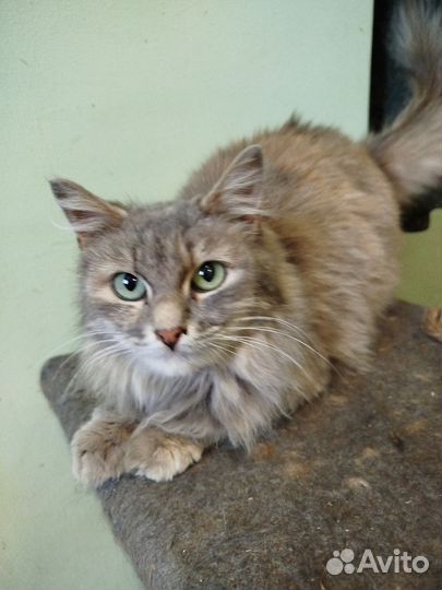 Зеленоглазая красотка