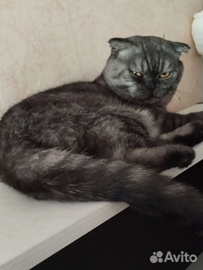 Отдам кота
