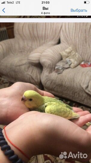 Волнистые попугаи