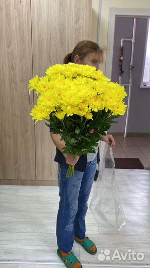 Хризантемы оптом