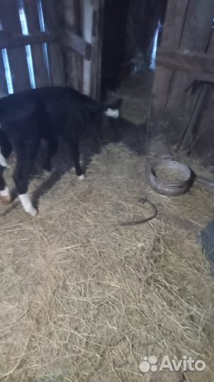 Телята бычки