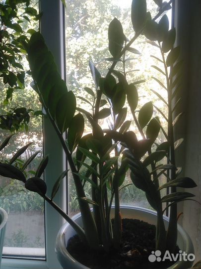 Комнатные растения Замиокулькас долларовое дерево