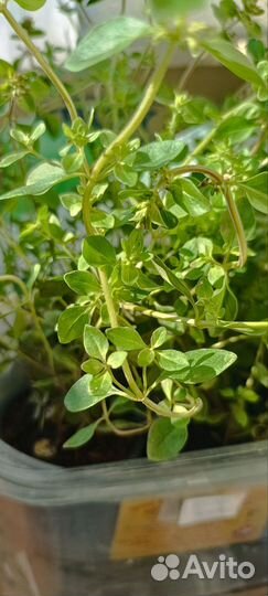 Многолетний тимьян, цветок бадан