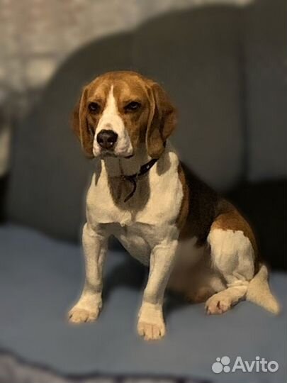 Бигль вязка