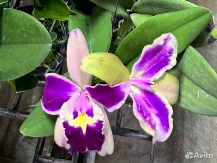 Cattleya Hibrid