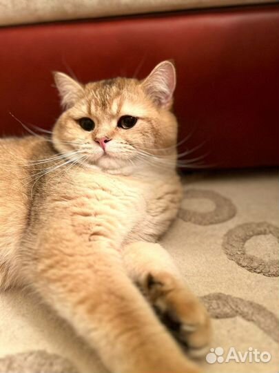 Британский золотой котик