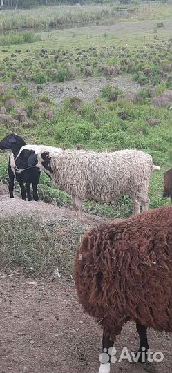 Баран - 3 года, ярочки - 6 мес