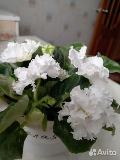 Комнатные цветы