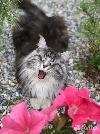 Драгоценный мейн кун