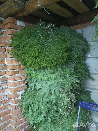 Пихтовые веники, Лапник-Пихта