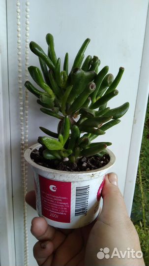 Крассула толстянка