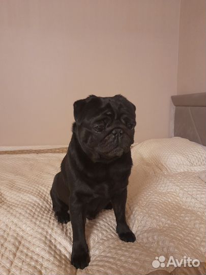 Ищем девочку для Мопса