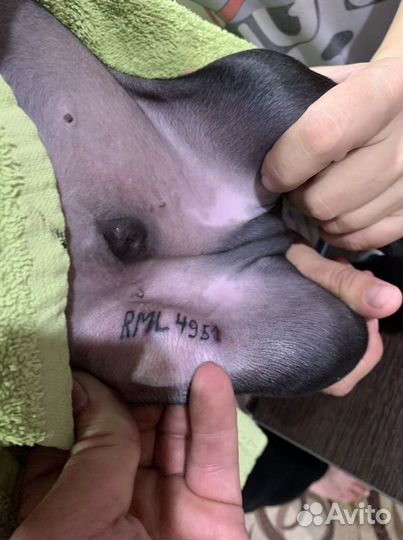 Клеймо и чипирование собакам всех пород