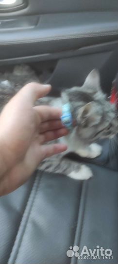 Кошка египетский Мау