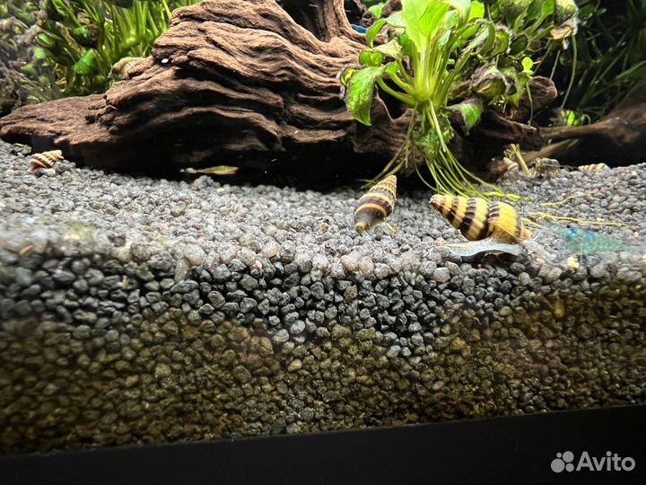 Улитка хелена