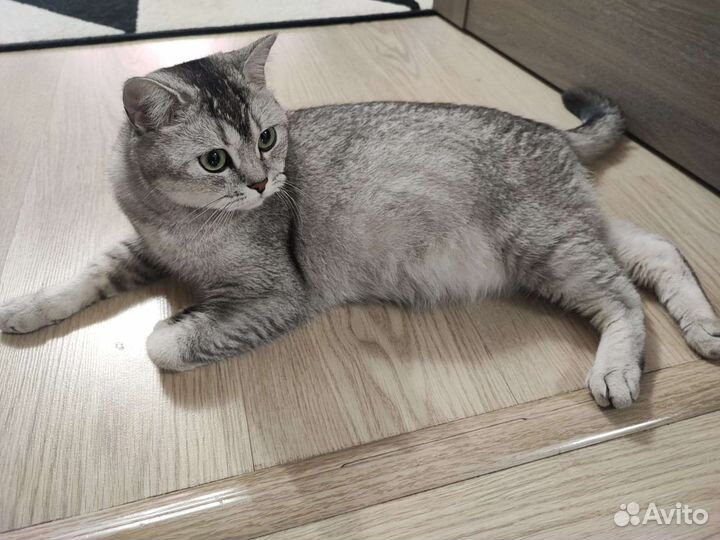 Британские котята