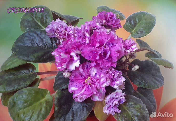 Сортовые фиалки