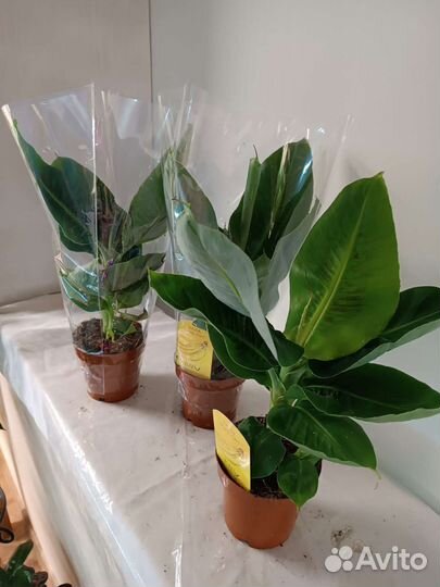 Банан Комнатный