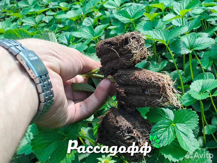 Рассада клубники. Опт от 64 шт