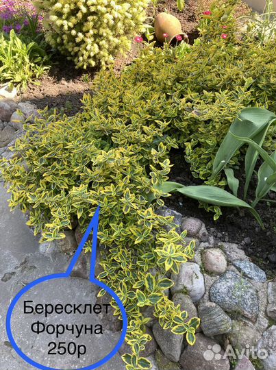 Бересклет Форчуна