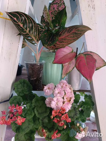 Аглаонемы, эписции, герани идругие комнатные