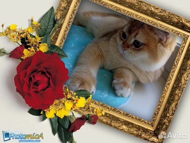 Котенок британский, золотая шиншилла ny 12