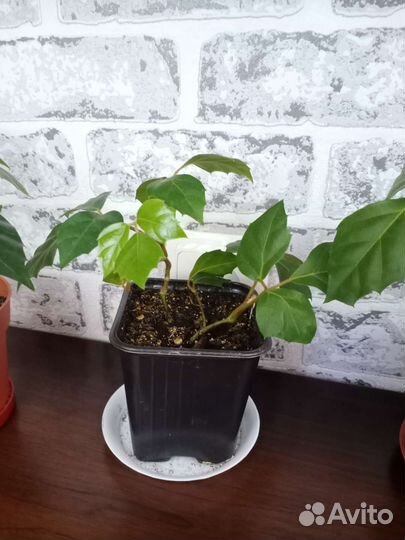 Циссус ромболистный