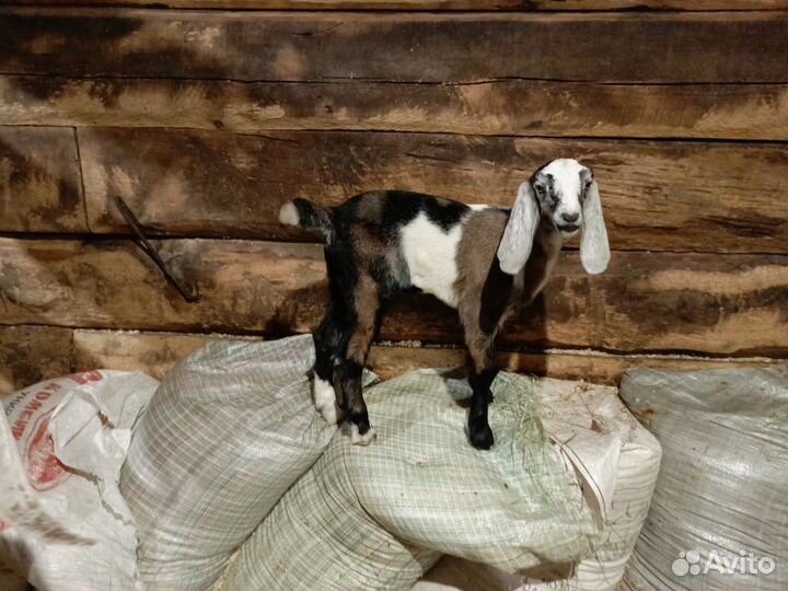 Козы дойные