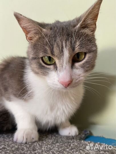 Кошечка Зося