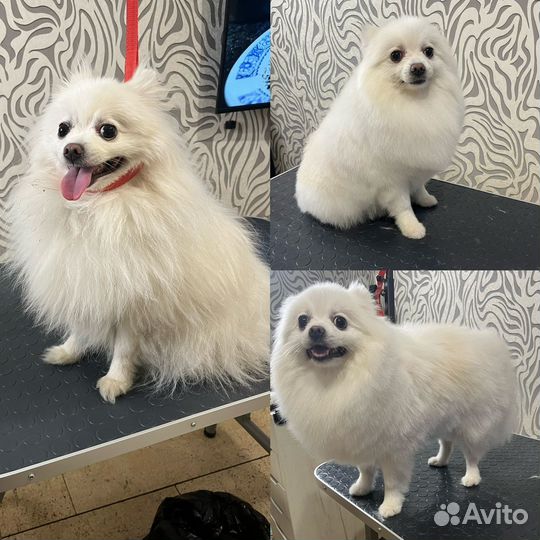 Груминг собак