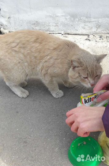 Помогите котикам