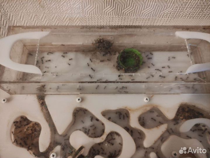 Муравьиная ферма с муравьями