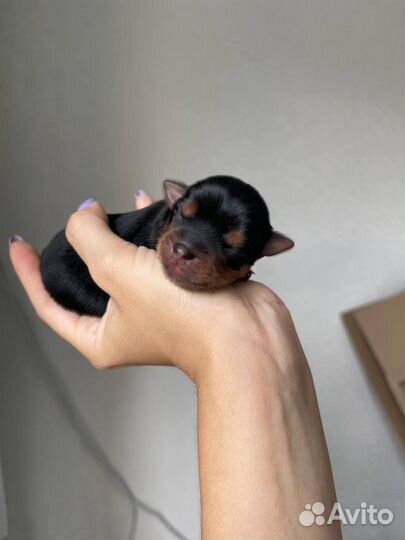 Щенки йорка