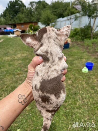 Эксклюзивная девочка чихуахуа