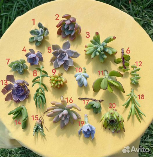 Суккуленты