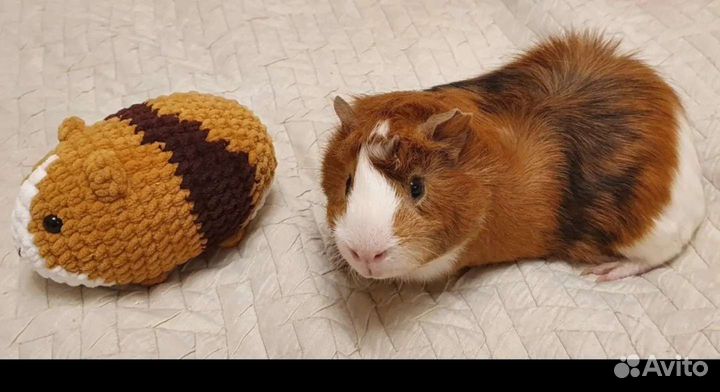 Морская Свинка игрушка вязаная по фото