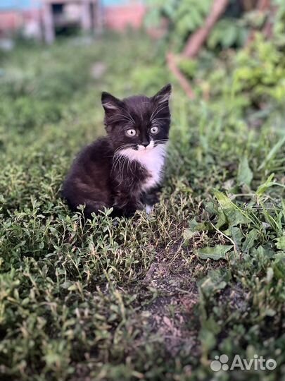 Котята крысоловы отдам в добрые руки