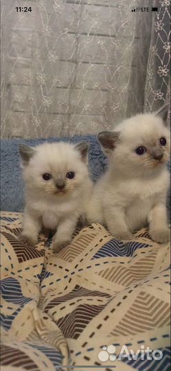 Шотландский кот на вязку