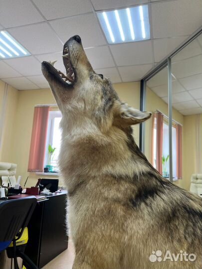 Чучело волка