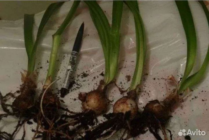 Гиппиаструм детки(обмен)